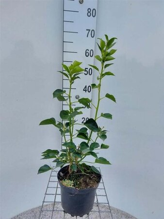 Hedera hel. 'Arborescens' 40-50 cm cont. 3,0L - afbeelding 3