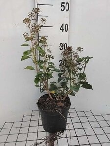 Hedera hel. 'Arborescens' 40-50 cm cont. 3,0L - afbeelding 5