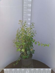 Hedera hel. 'Arborescens' 50-60 cm cont. 10L - afbeelding 2