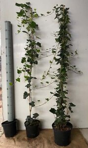 Hedera helix 125-150 cm cont. 3,0L met stok - afbeelding 3