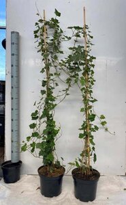 Hedera helix 125-150 cm cont. 3,0L met stok - afbeelding 1