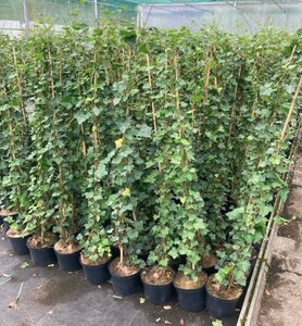 Hedera helix 125-150 cm cont. 3,0L met stok - afbeelding 2