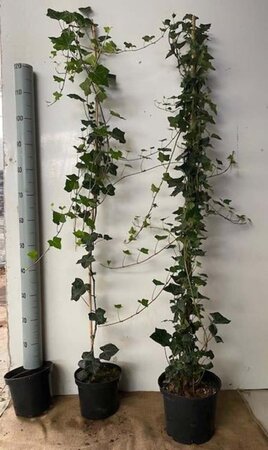 Hedera helix 150-175 cm cont. 5,0L met stok