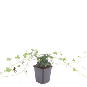 Hedera helix geen maat specificatie 0,55L/P9cm - afbeelding 6