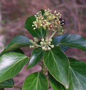 Hedera helix geen maat specificatie 0,55L/P9cm - afbeelding 1