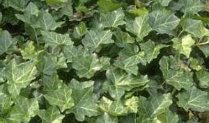 Hedera helix geen maat specificatie 0,55L/P9cm - afbeelding 2