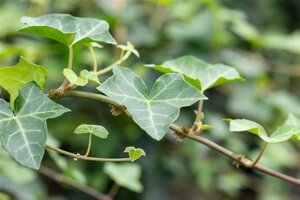 Hedera helix geen maat specificatie 0,55L/P9cm - afbeelding 3