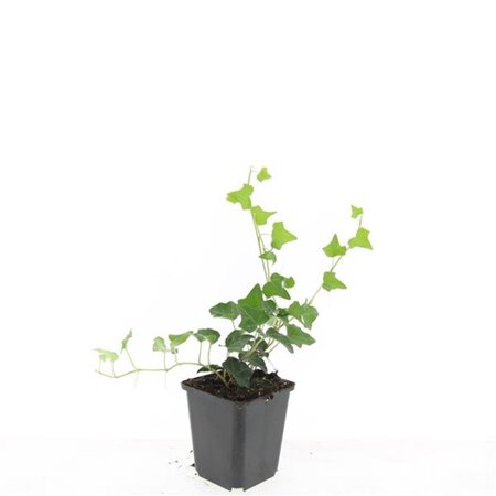 Hedera helix geen maat specificatie 0,55L/P9cm - afbeelding 7