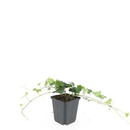 Hedera helix geen maat specificatie 0,55L/P9cm - afbeelding 8