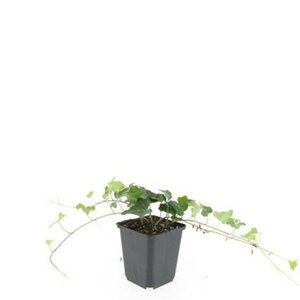 Hedera helix geen maat specificatie 0,55L/P9cm - afbeelding 8