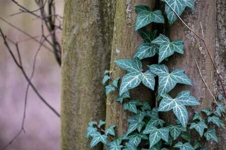 Hedera helix geen maat specificatie 0,55L/P9cm - afbeelding 5