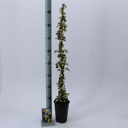 Hedera hel. 'Goldheart' 50-60 cm cont. 2,0L