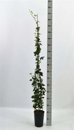 Hedera hibernica 125-150 cm cont. 3,0L - afbeelding 6