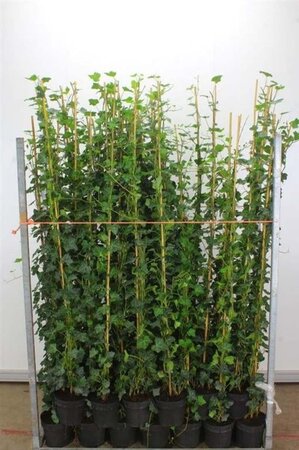 Hedera hibernica 125-150 cm cont. 3,0L - afbeelding 4