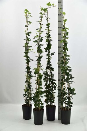 Hedera hibernica 125-150 cm cont. 3,0L - afbeelding 8