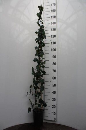 Hedera hibernica 125-150 cm cont. 3,0L - afbeelding 9