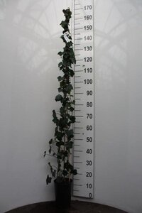 Hedera hibernica 125-150 cm cont. 3,0L - afbeelding 9