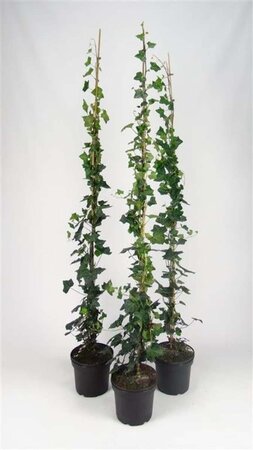 Hedera hibernica 150-175 cm cont. 5,0L - afbeelding 1