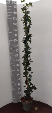 Hedera hibernica 150-175 cm cont. 5,0L - afbeelding 3