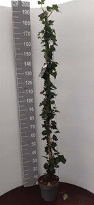 Hedera hibernica 150-175 cm cont. 5,0L - afbeelding 3