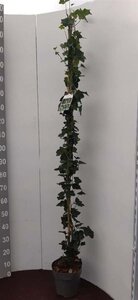 Hedera hibernica 150-175 cm cont. 5,0L - afbeelding 4