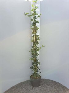 Hedera hibernica 150-175 cm cont. 5,0L - afbeelding 2