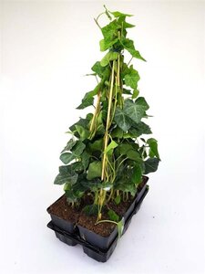 Hedera hibernica 40-50 cm 0,55L/P9cm