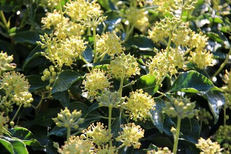 Hedera hibernica 80-100 cm cont. 2,0L met stok - afbeelding 2