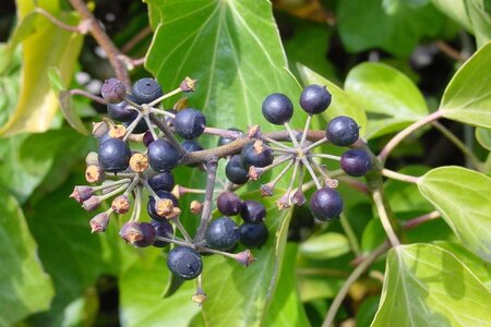 Hedera hibernica 80-100 cm cont. 2,0L met stok - afbeelding 3