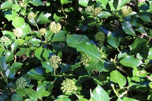 Hedera hibernica 80-100 cm cont. 2,0L met stok - afbeelding 4