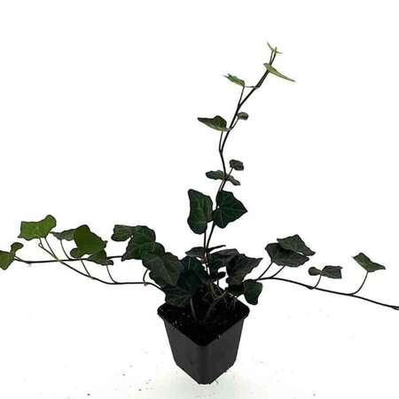 Hedera hibernica geen maat specificatie 0,55L/P9cm - afbeelding 9