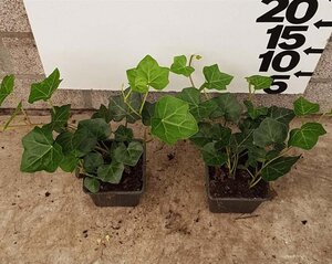 Hedera hibernica geen maat specificatie 0,55L/P9cm - afbeelding 11