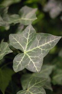 Hedera hibernica geen maat specificatie 0,55L/P9cm - afbeelding 1