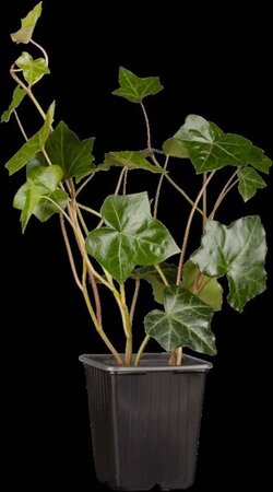 Hedera hibernica geen maat specificatie 0,55L/P9cm - afbeelding 18