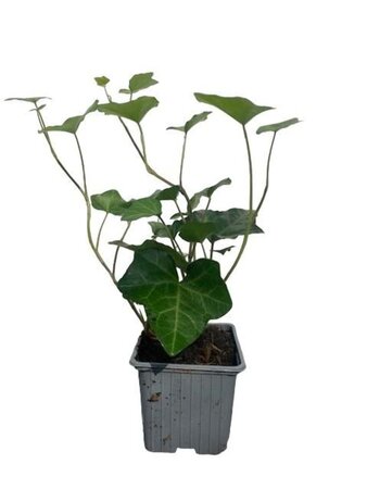 Hedera hibernica geen maat specificatie 0,55L/P9cm - afbeelding 12