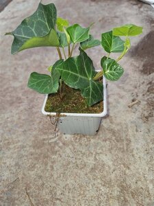 Hedera hibernica geen maat specificatie 0,55L/P9cm - afbeelding 15