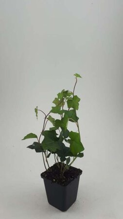 Hedera hibernica geen maat specificatie 0,55L/P9cm - afbeelding 8