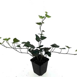 Hedera hibernica geen maat specificatie 0,55L/P9cm - afbeelding 7