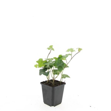 Hedera hibernica geen maat specificatie 0,55L/P9cm - afbeelding 6