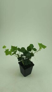 Hedera hibernica geen maat specificatie 0,55L/P9cm - afbeelding 5