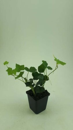 Hedera hibernica geen maat specificatie 0,55L/P9cm - afbeelding 4