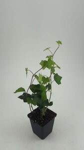 Hedera hibernica geen maat specificatie 0,55L/P9cm - afbeelding 3