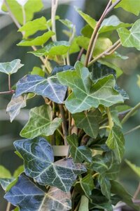 Hedera hibernica geen maat specificatie 0,55L/P9cm - afbeelding 17