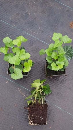 Hedera hibernica geen maat specificatie 0,55L/P9cm - afbeelding 10