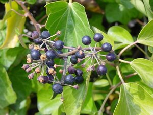 Hedera hibernica geen maat specificatie 0,55L/P9cm - afbeelding 16