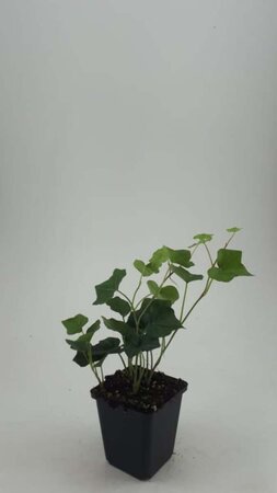 Hedera hibernica geen maat specificatie 0,55L/P9cm - afbeelding 2