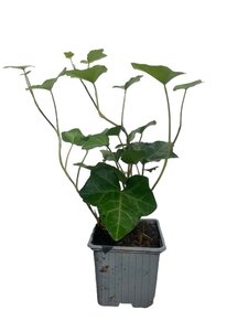 Hedera hibernica geen maat specificatie 0,55L/P9cm - afbeelding 14