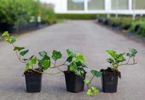 Hedera hibernica geen maat specificatie 0,55L/P9cm - afbeelding 13