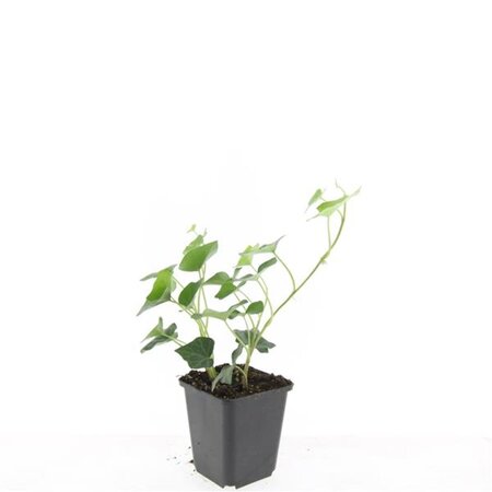 Hedera hibernica geen maat specificatie 0,55L/P9cm - afbeelding 19