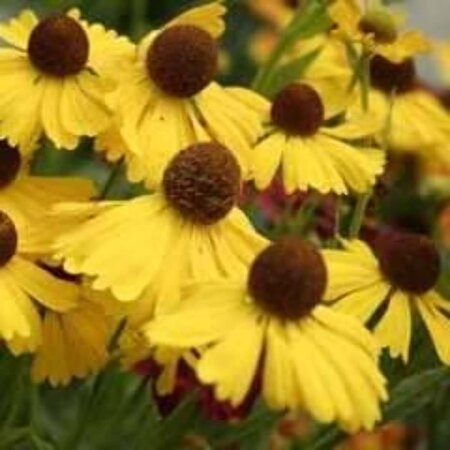 Helenium hoopesii geen maat specificatie 0,55L/P9cm